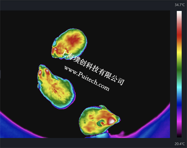 ??滴⒂凹t外熱成像技術對實驗小鼠進行科研觀測